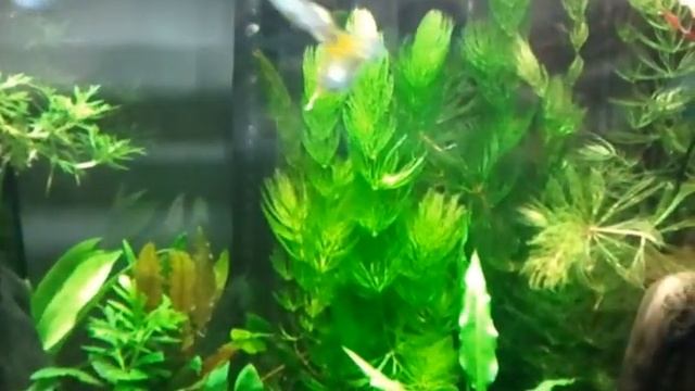 Freshwater Aquarium Led Lighting vs fluorescent Part 2 смотреть онлайн