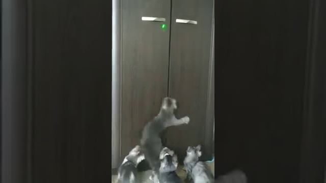 Turkish Angora Games. Ангорские котята,  3 месяца