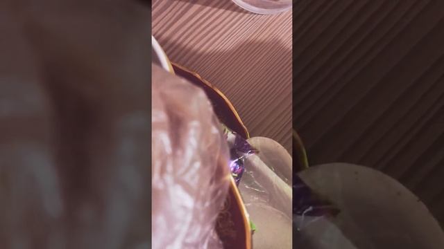 Спор кто будит кормить ребёнка смотреть онлайн