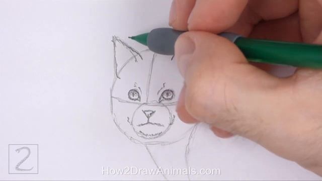 How to Draw a Wildcat (European Wildcat) смотреть онлайн