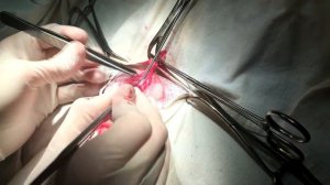 Уретростомия у кота (повторная). Urethrostomy of the cat (repeated)