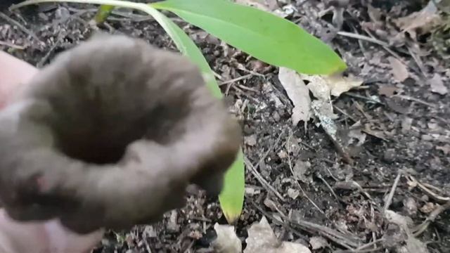 Craterellus cornucopioides.Svart trumpetsvamp. เห็ดแตรดำ.Black trumpet mushroom.#viral чернаялисичк смотреть онлайн