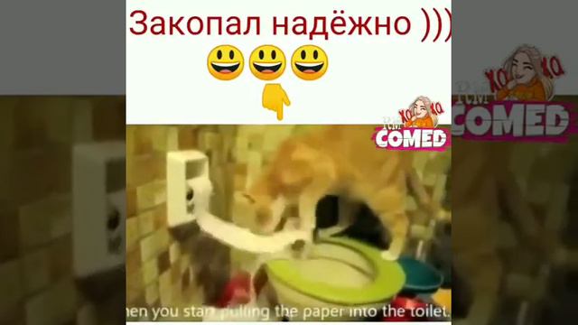 вот так котик, не кто и не заметит!😅 смотреть онлайн