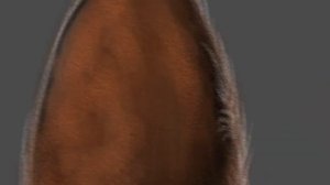 Как рисовать каракала.  Уши.  программа Autodesk Sketchbook