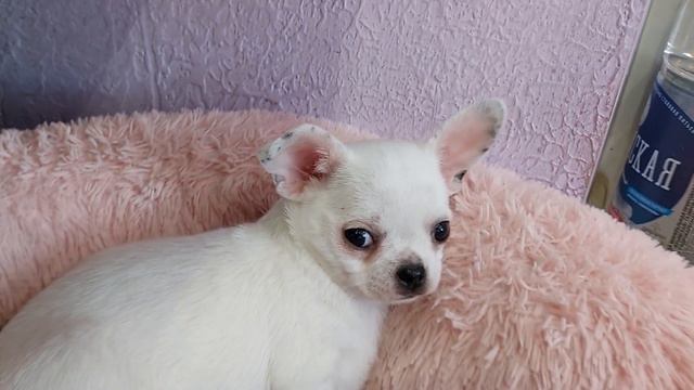 #милота для прекрасного настроения из питомника чихуахуа Кастропуло Крым милые детки