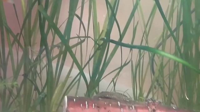 Релакс с каналом Я водяной смотреть онлайн