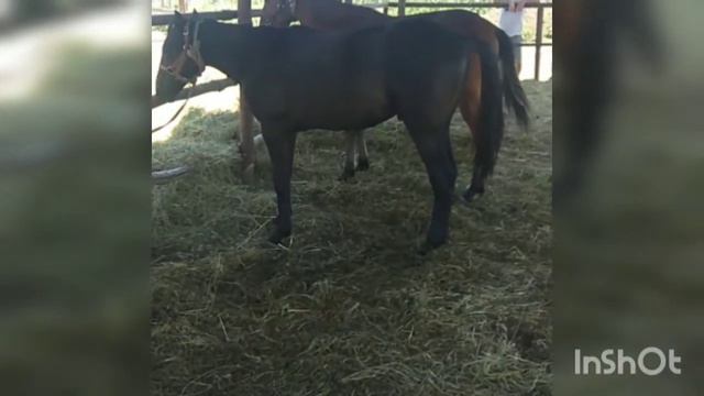 Жеребец годовик, 2029г смотреть онлайн