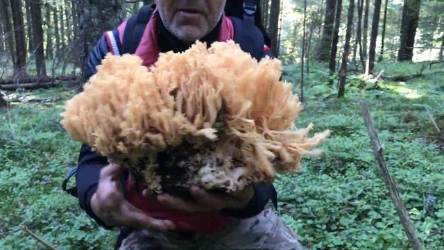 Гриби Оленячі ріжки чи баранячі ) смотреть онлайн