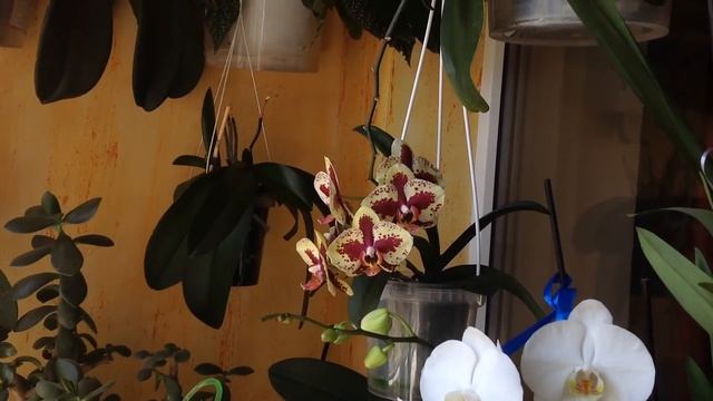 Цветение июля! Обнаружен клещ! Не миновала чаша сия!??? смотреть онлайн