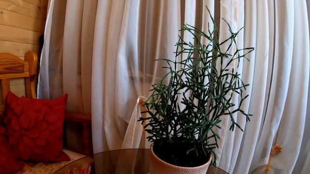 Зеленый коралл дома  - Хатиора .  Все о ней