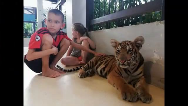 ТИГР ПАРК ПАТТАЯ тигренку 1 месяц смотреть онлайн