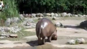 Как пердит бегемот