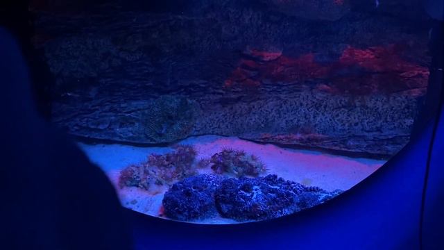 TRAVEL WITH ME//ПОЕЗДКА В НОВОСИБИРСК С КЛАССОМ 😃 ЗООПАРК, РЫБЫ, ЕДА//VLOG смотреть онлайн