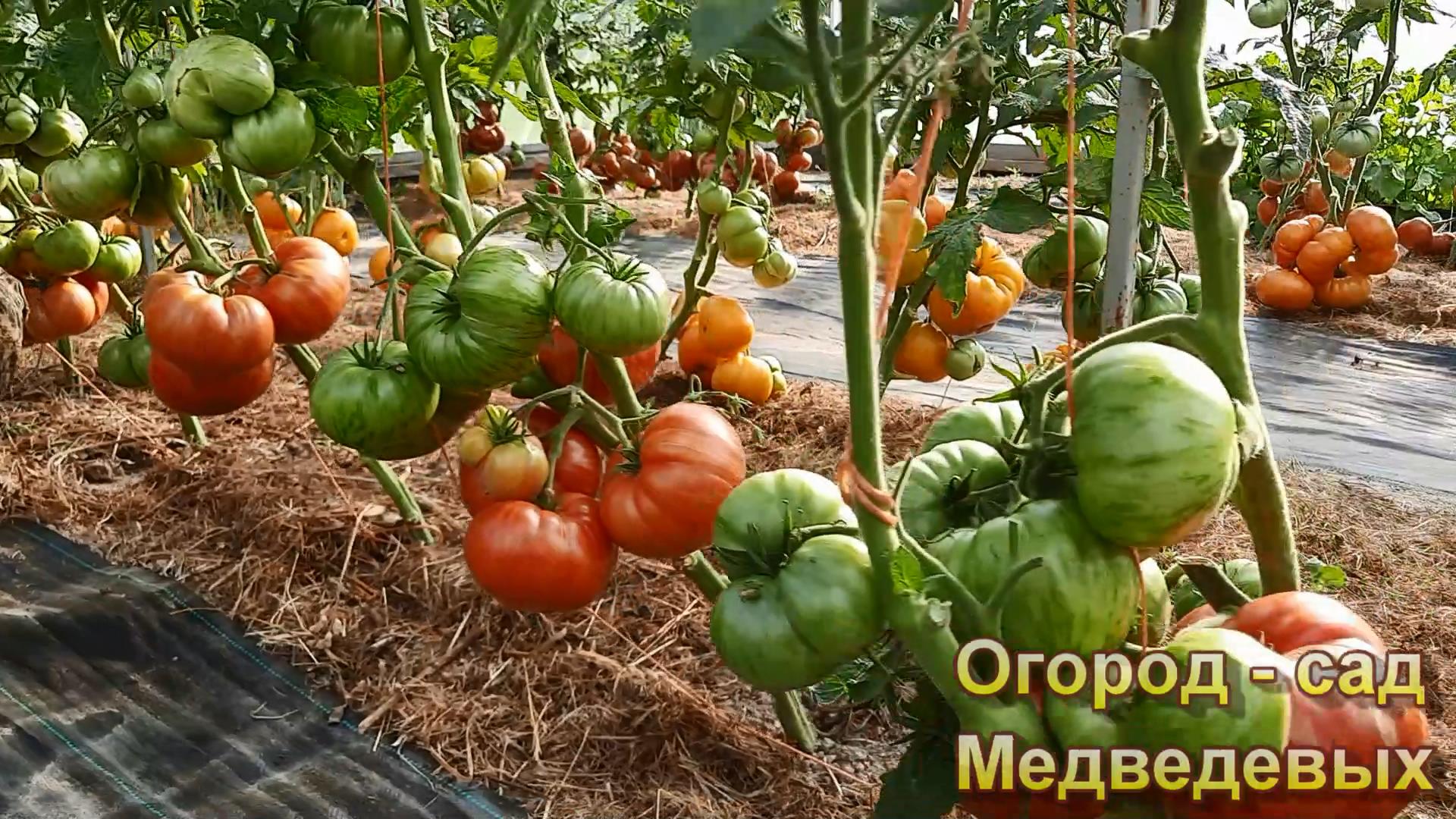 Так всё-таки как формировать томаты гномы и немного про подкормки смотреть онлайн