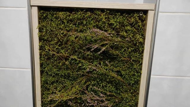 УЖАС!!! Мох в санузле! Это надо видеть! смотреть онлайн