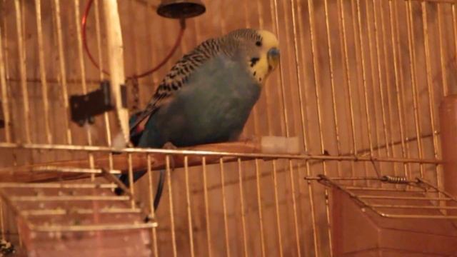 Попугай: Чешется о клетку смотреть онлайн