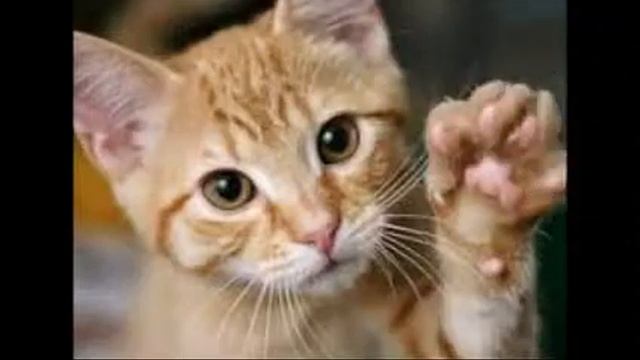 Кис мяу песенка про котёнка