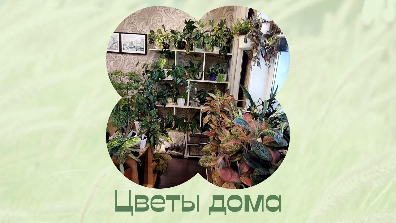 Цветы дома. Мой комнатный садик 9 часть. смотреть онлайн
