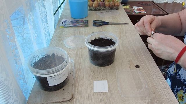 #Посев#дельфиниума#монарды#вероник колосистой. смотреть онлайн