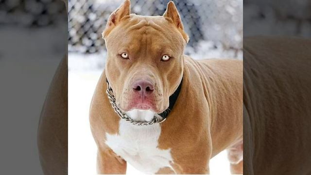 Топ бойцовских собак смотреть онлайн