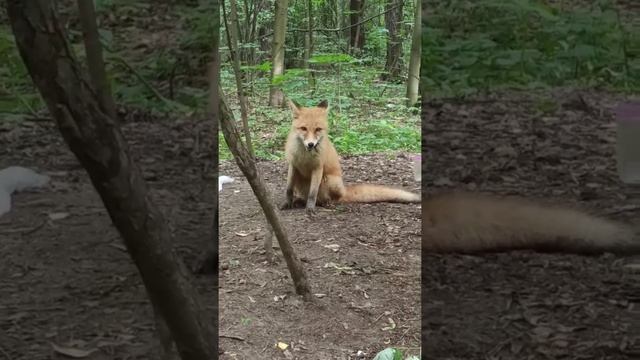 Василиса кушает курочку ( лисенок Алисы)#Алиса#лиса#animals#shorts смотреть онлайн