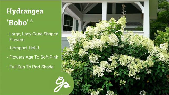 Best White Hydrangeas / Easy To Grow Varieties For Flower Beds & Borders смотреть онлайн