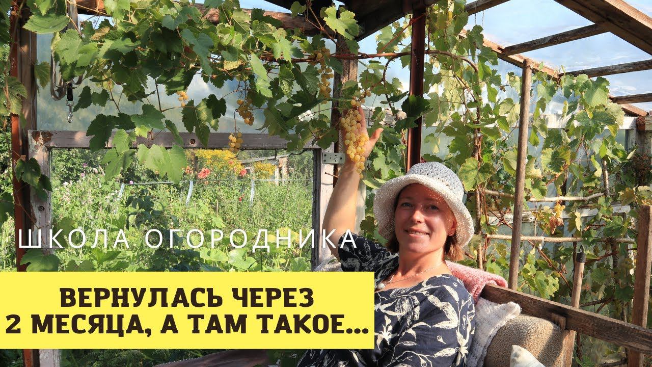 Огород в Калиновке удивил даже меня! Два месяца без ухода, а выросло ВСЁ! смотреть онлайн