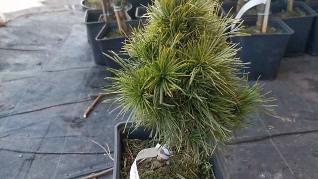 Сосна обыкновенная Глобоза Виридиз (Globosa Viridis) смотреть онлайн