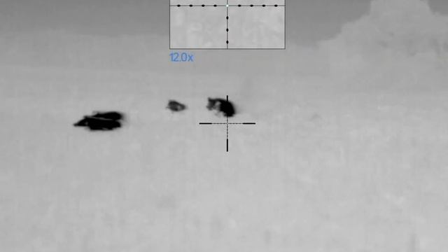 190 Hogs Down | Hog Hunting With Thermal