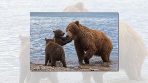 Медведь. Слайды для детей. МСЦ ЕХБ