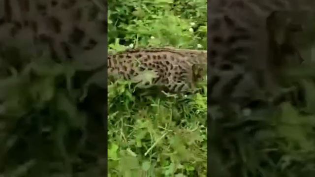 hasil kawin silang kucing hutan sama mix bengal. смотреть онлайн