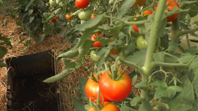 Лучший способ борьбы с БУРОЙ ПЯТНИСТОСТЬЮ ПОМИДОРОВ | Сорта ТОМАТОВ, устойчивые к КЛАДОСПОРИОЗУ смотреть онлайн