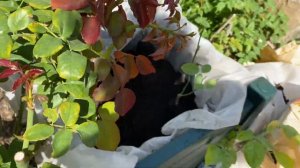 Посадка роз в кашпо!🌹🌹🌹Мой сад🌺🧚🏻♀️🌸