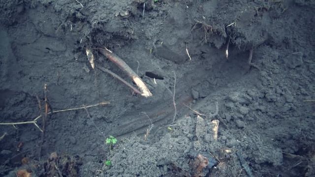 Нашли схрон крестьянина в лесу, саблю и меч! Коп по старине смотреть онлайн