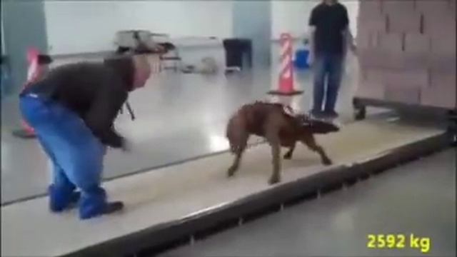 Pitbull Impossible Power смотреть онлайн