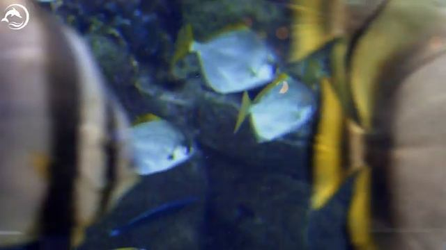 Experience Aquarium 4K 🐋- Coral Reefs and Colorful Sea Life - Relaxing Music смотреть онлайн