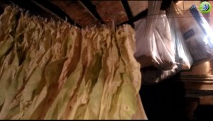 2 способа томления табака