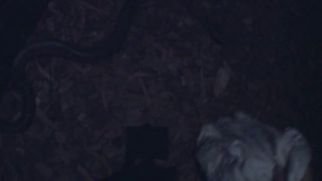 Catching Wild Coastal Carpet Python. Part 1 of 3 смотреть онлайн