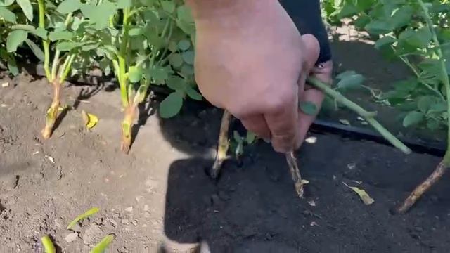 Как правильно привить розы к шиповнику.mp4