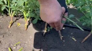 Как правильно привить розы к шиповнику.mp4