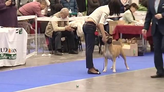 Чемпионат по породе АСТ - Хрустальный кубок Украины - ЧАСТЬ 2 смотреть онлайн