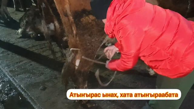 Сунтаар блогердара "Үтүө дьыаланы оҥор!" куоталаһыы. Олунньу, 2021 сыл смотреть онлайн