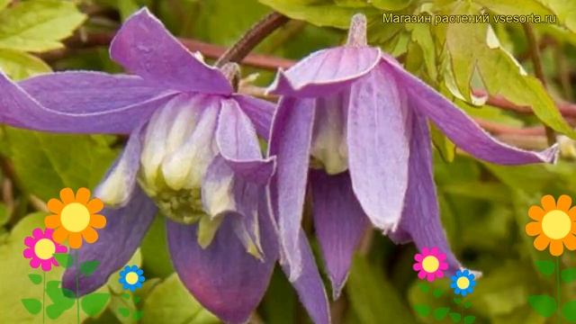 Клематис гибридный Памела Джекман. Краткий обзор, описание характеристик Clematis Pamela Jackman