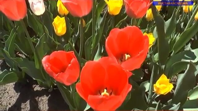 Тюльпаны Победы смотреть онлайн