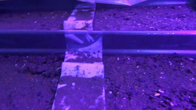 6 дней с момента посева семян табака 20 февраля 2022 смотреть онлайн