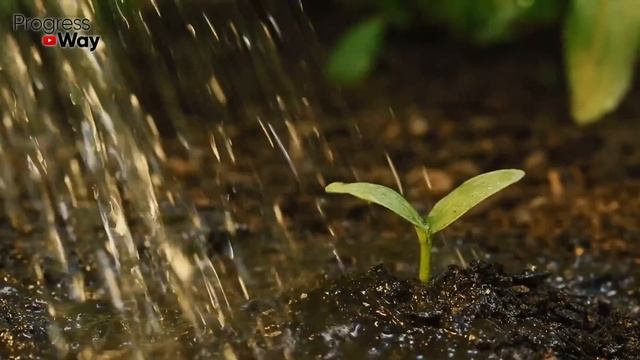 Даже чахлые огурцы вмиг пойдут в рост и не будут болеть, если сделаете так!