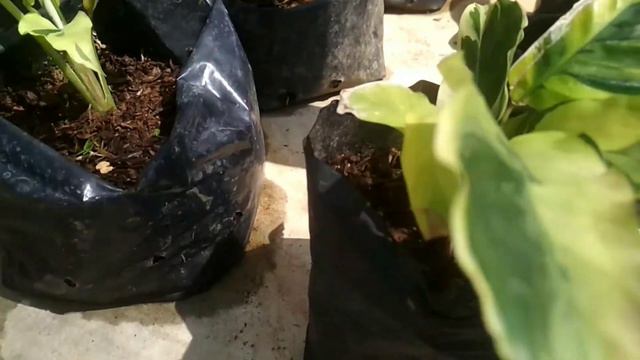 REVIEW CALATHEA TERBARU si CANTIK MUNGIL DAN PEMALU....!!! смотреть онлайн