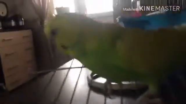 Я и Кеша попугай!🦜 // БАНДИТ КЕША НЕ СЛУШАЕТСЯ И УЛЕТАЕТ смотреть онлайн