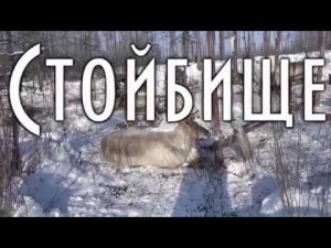 Эвенкийское стойбище, Оленеводы, Зима, -47C, Олени и собаки