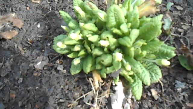 ВЕСНА. С Праздником вас дорогие женщины.??? смотреть онлайн